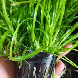 Dwarf Sag Aquarium Plants