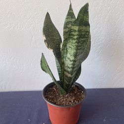 Robusta Snake Plant In 6” Nursery Pot
