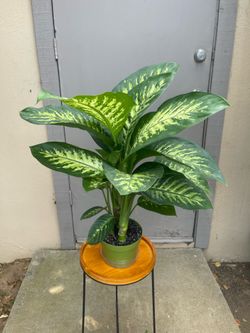 Dieffenbachia Tropic Snow Dumb Cane House Plant 6” Pot