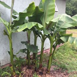 Banana Tree