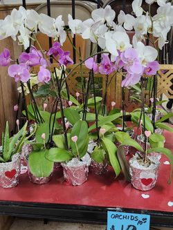Orchids