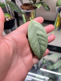 Hoya Coriacea silver cutting with roots
