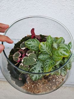 Begonia episcia and moss on an open Terrarium