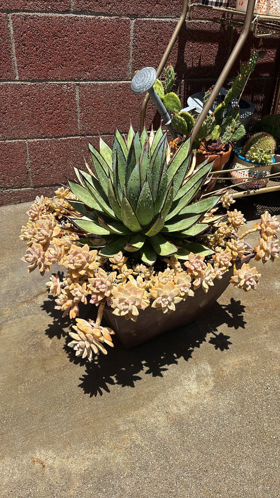 Agave With Succulents