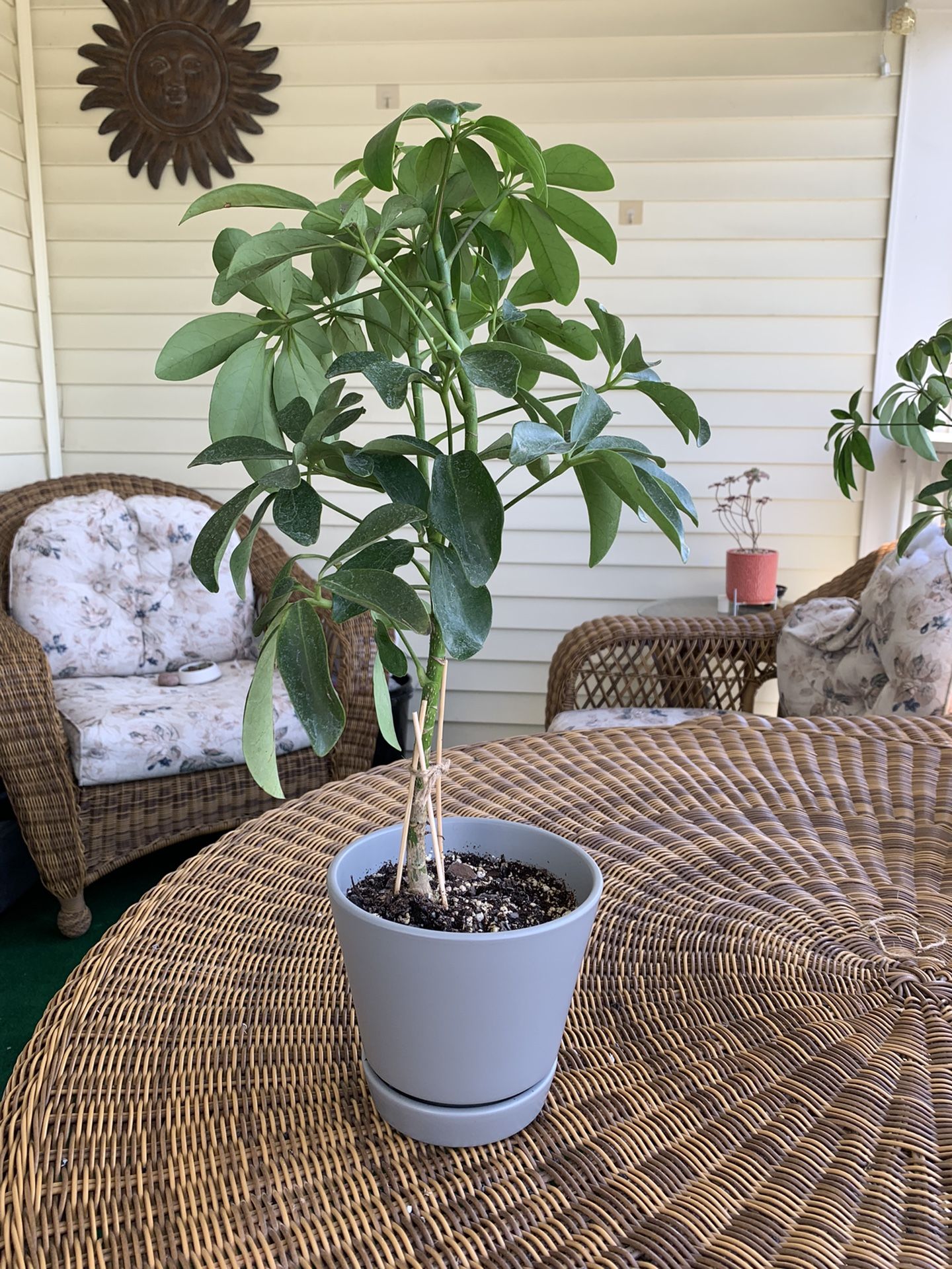 Schefflera Umbrella Plant 6” Pot 