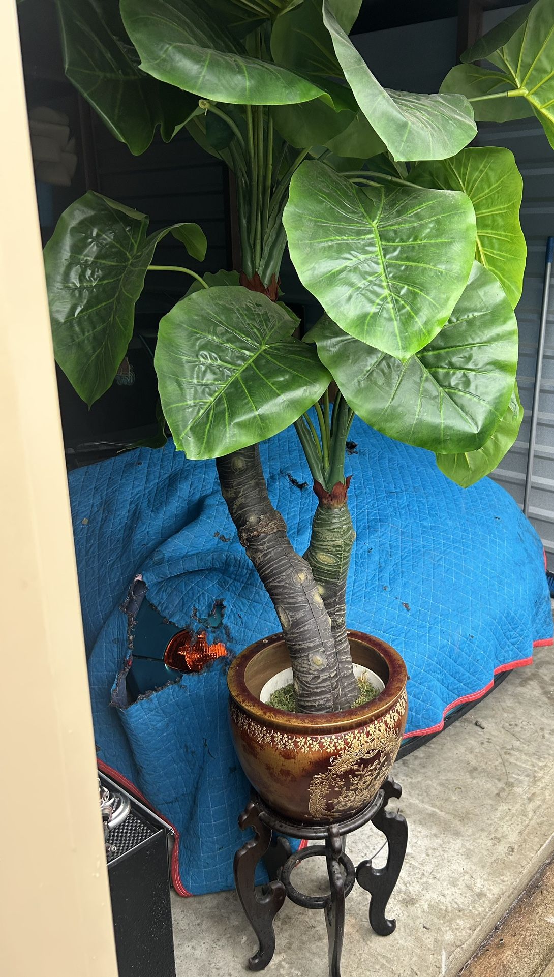 Plant