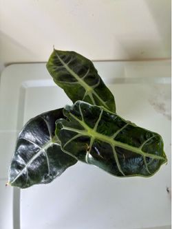 Alocasia Amazonica Polly