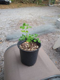Moringa Plants for Sale