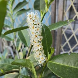 Cherry laurel 40 inches