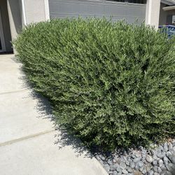 Sprinklers & Sod