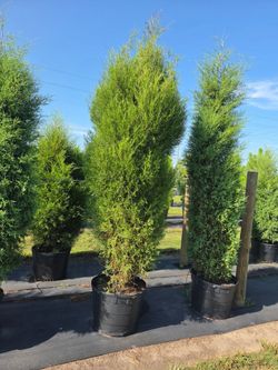 Trees. All varieties. Wholesale pricing.  Delivered planted