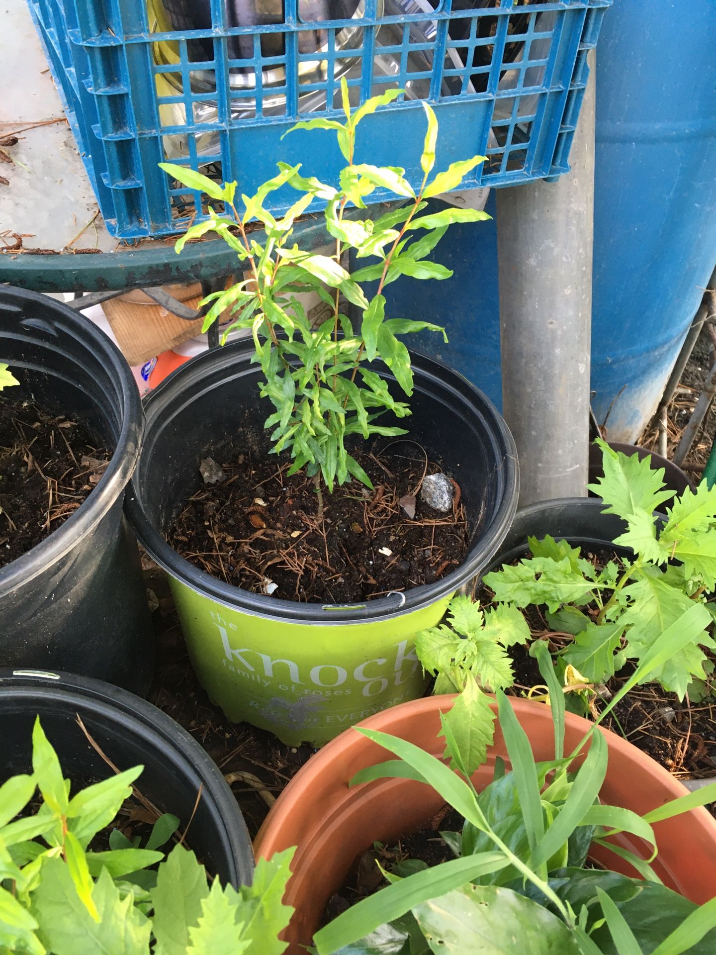 Pomegranate Plant