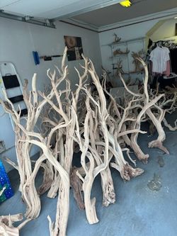 California Driftwood