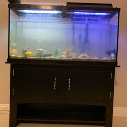fish tank, Fish fish tank base, filters, lamps, heating rods, oxygen rods, automatic fish feeders, fish food and so on. Fish tan