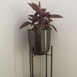 Planter And Plant