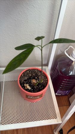 Avocado plant
