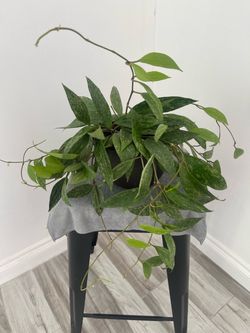 Hoya plant