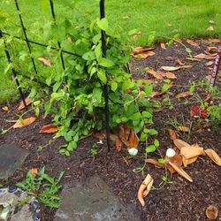 Honeysuckle Plant