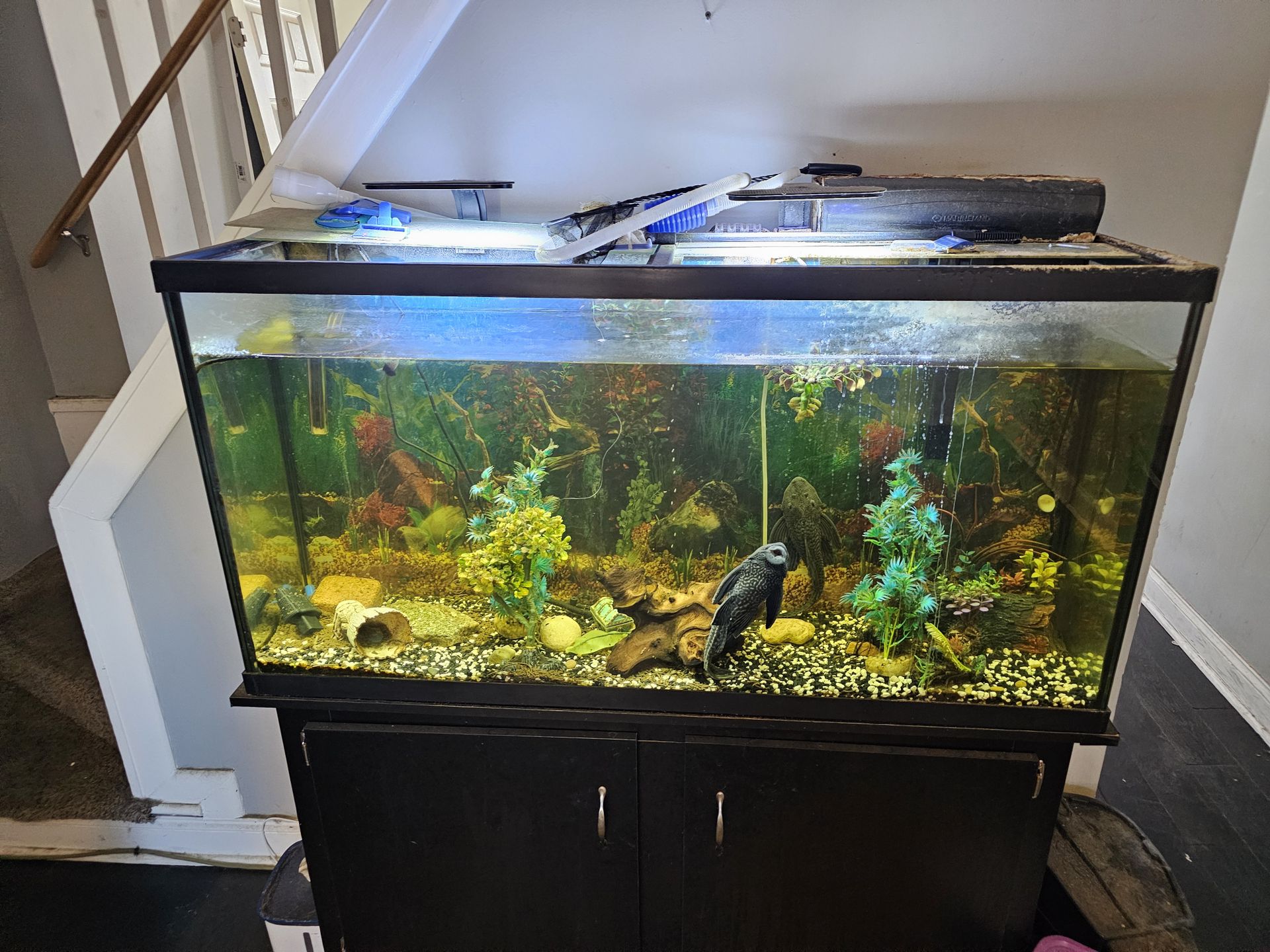 65 gallon fish tank plus a 30 gallon and 10 gallon tank too