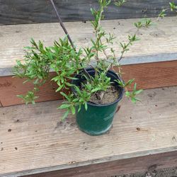 Pomegranate Tree Pending