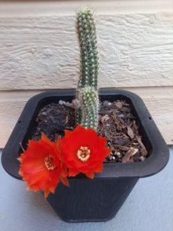 Cacti