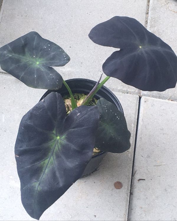 Elephant ear plants for Sale in Chesapeake, VA OfferUp