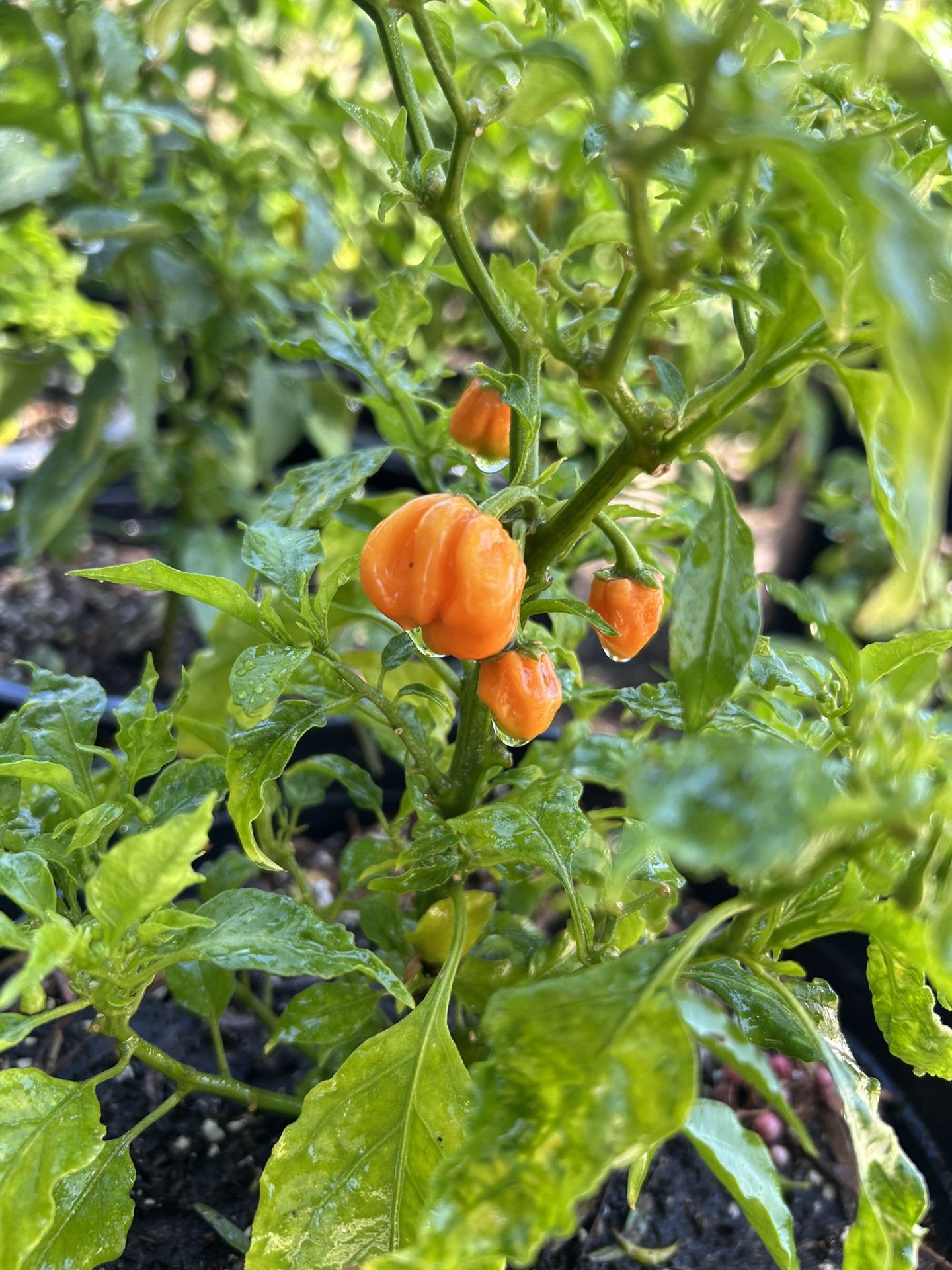 Chili Habanero Plant / Chiles
