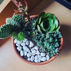 Succulents