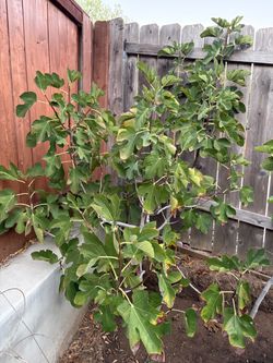 White Adriatic Fig Cuttings. $5 a foot cutting I will only cut the branches when you are present.