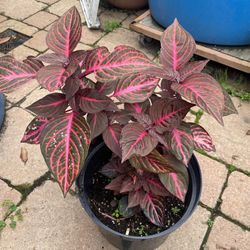 Blood Succulent Plants Outside And Inside The Second Picture For Sample If Sun Side Place