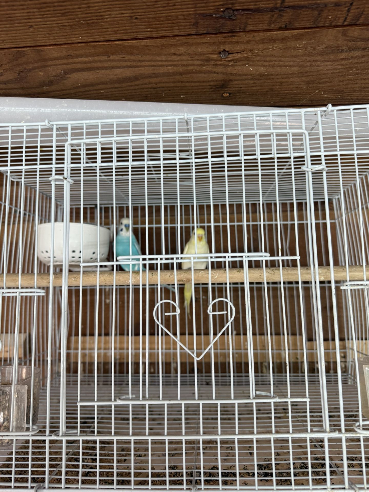 Medium Bird Cage