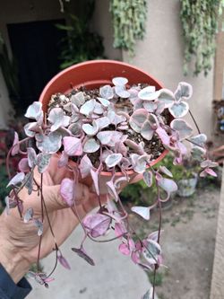 Variegated Strings of Hearts Plant $17