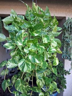 XLONG Pothos PATRICIO Plant $43