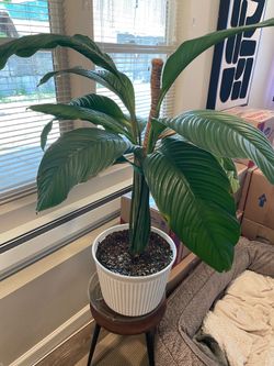 Large Tropical Plant