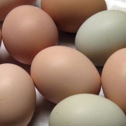 Eggs For Sell! Free Roam