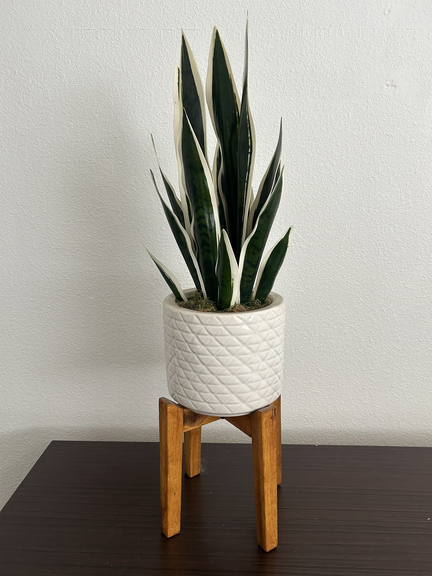 Fake Snake Plant