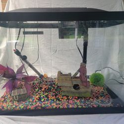 20 Gallon Tank Setup