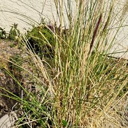 Fountain Grass 