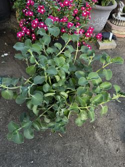 Oregano Plant 