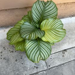 6” Calathea Orbifolia (big Leafs )
