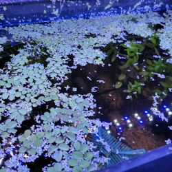 Floating Aquarium Plants
