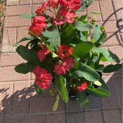 Corona De Cristo $30.00