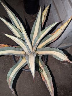 Mediopicta Agave Alba  $30