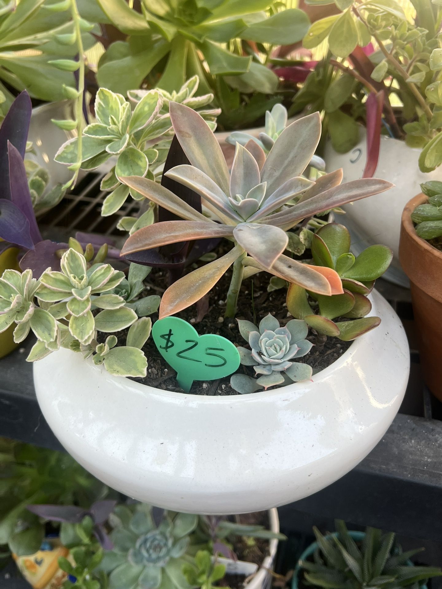 Lots Of Succulent Planters