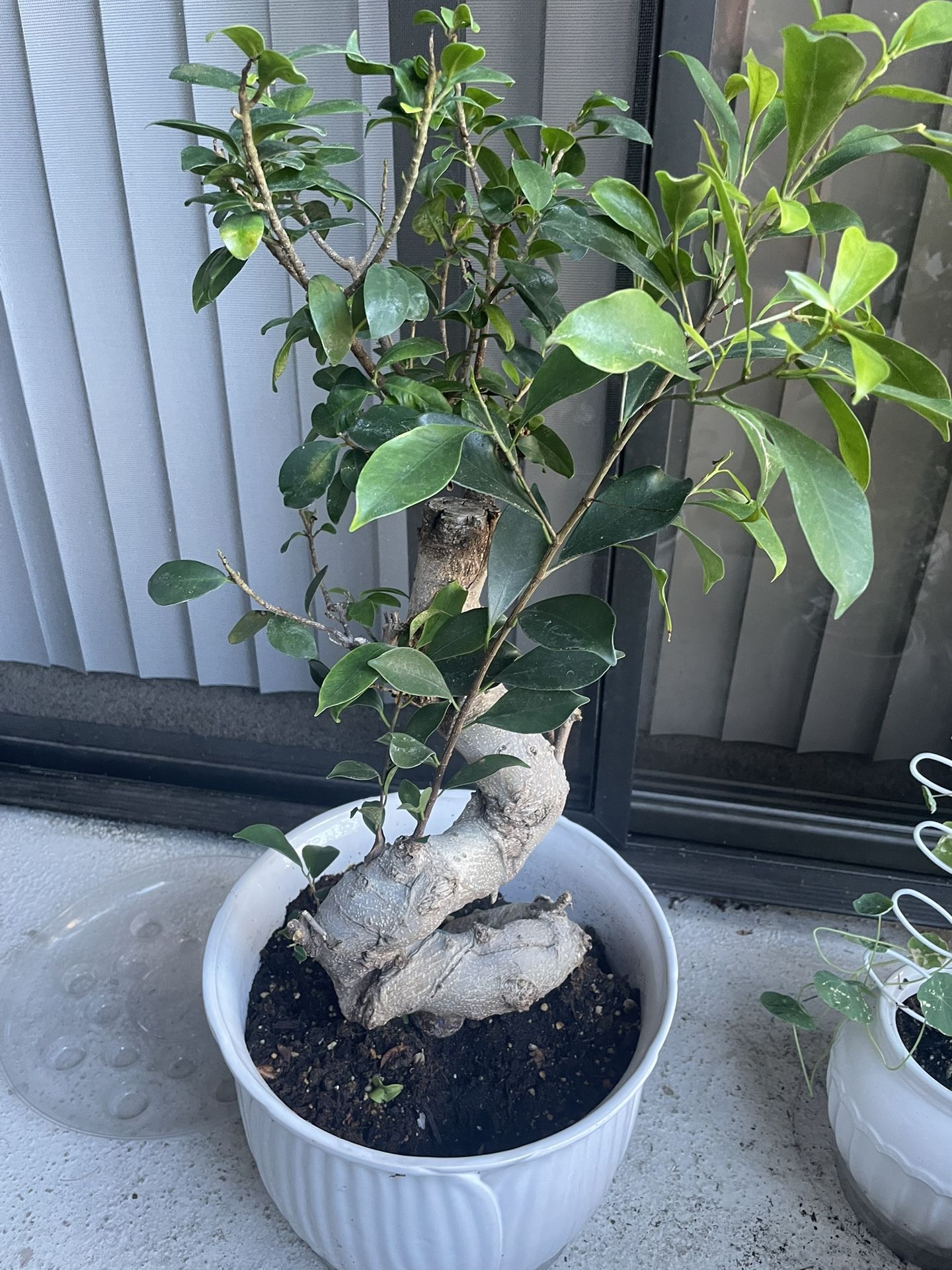 Ginseng Ficus Bonsai