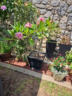 Plumeria
