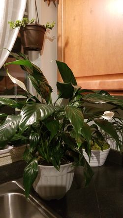 White Premium Sympathy Peace Lily - Indoor Plants House