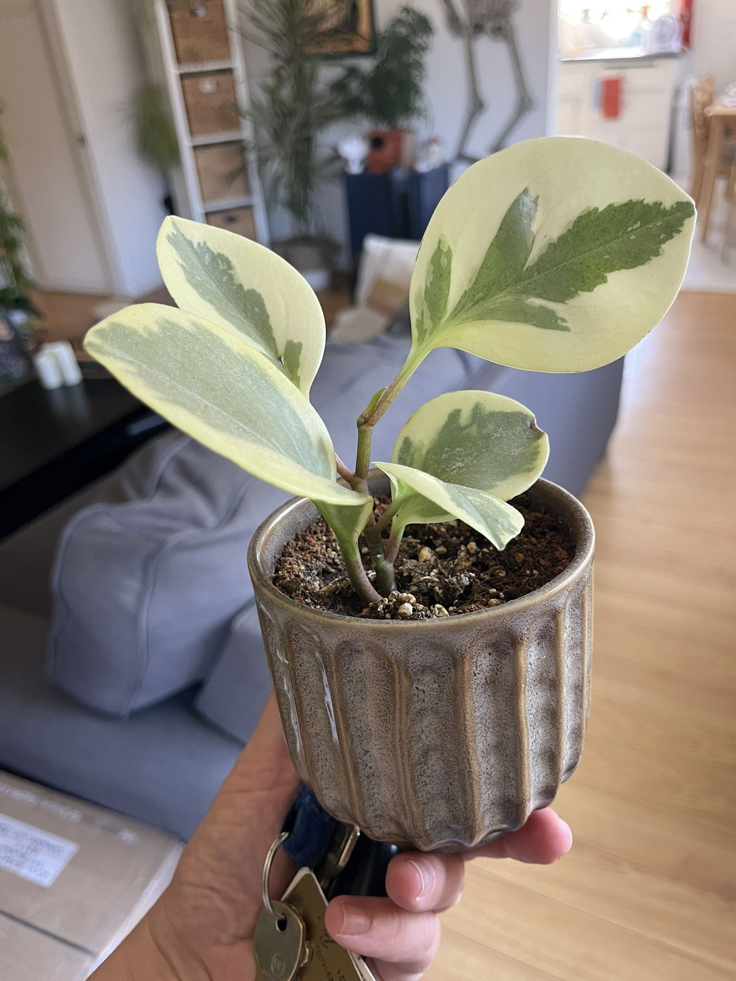 Baby Rubber Plant