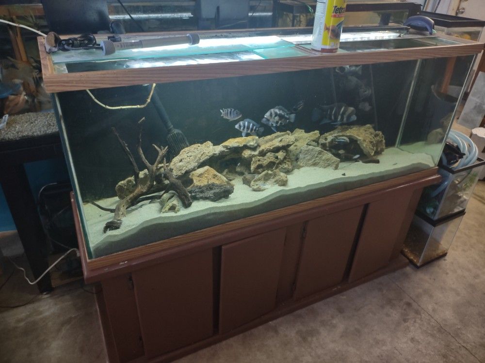 Fish Tank