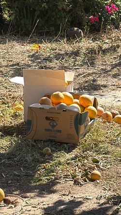 Grapefruit